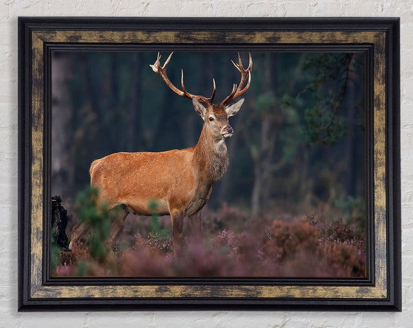 Hirsch 2