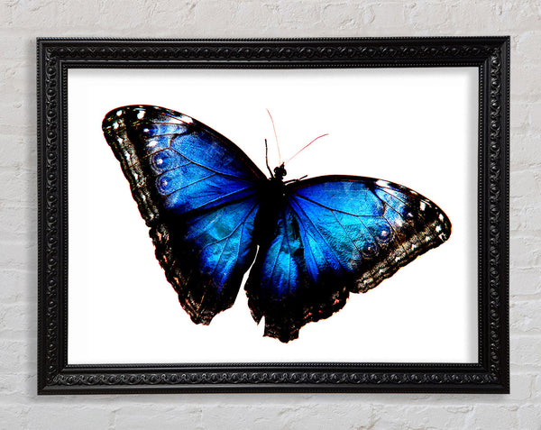 Diamantblaue Schmetterlingsflügel