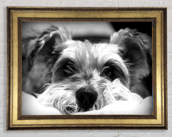 Hund B n W