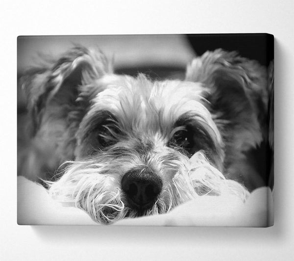  A Canvas Print of Dog B n W Canvas Art