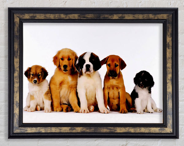 Dog Family Framed Print