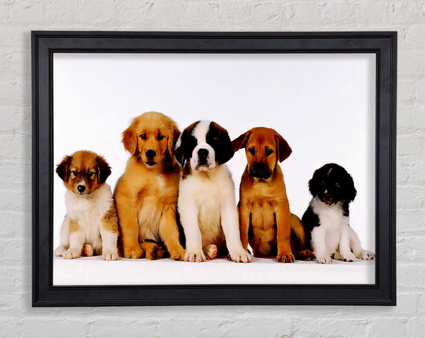 Hundefamilie