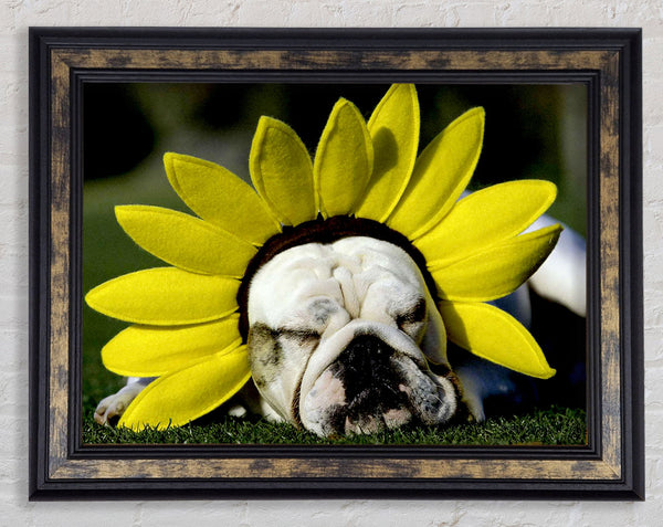 Hunde-Sonnenblumenmütze