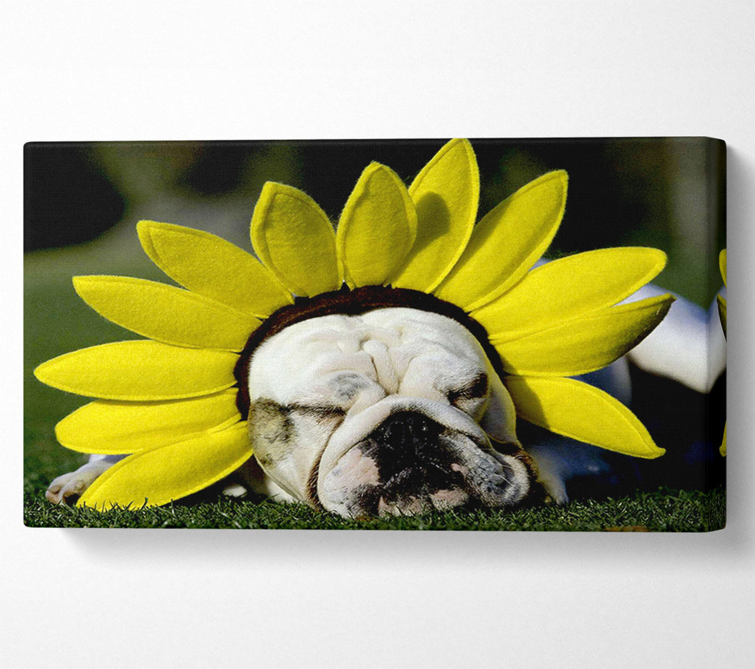  A Canvas Print of Dog Sunflower Hat Canvas Art