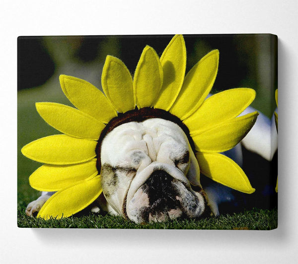  A Canvas Print of Dog Sunflower Hat Canvas Art