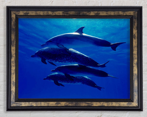 Dolphin Family Framed Print