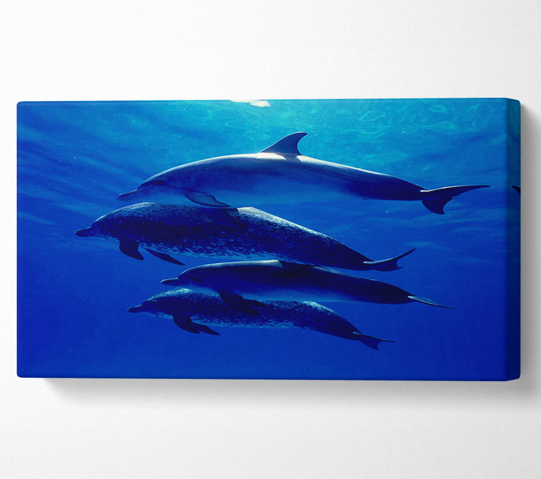  A Canvas Print of Dolphin Family Canvas Art