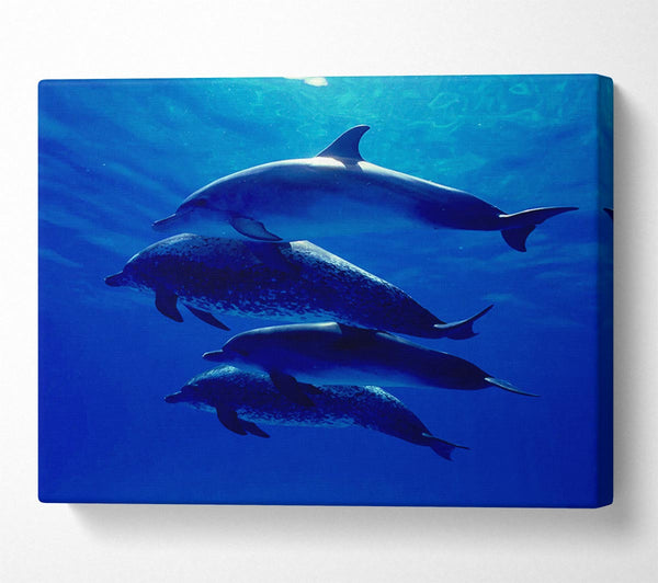  A Canvas Print of Dolphin Family Canvas Art