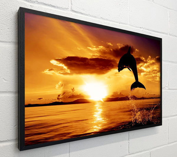 Dolphin Sunset