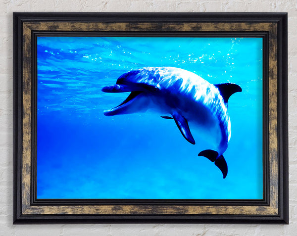 Dolphin Talk Framed Print