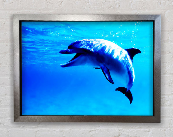 Dolphin Talk Framed Print