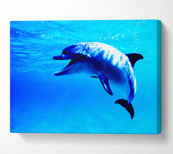  A Canvas Print of Dolphin Talk Canvas Art