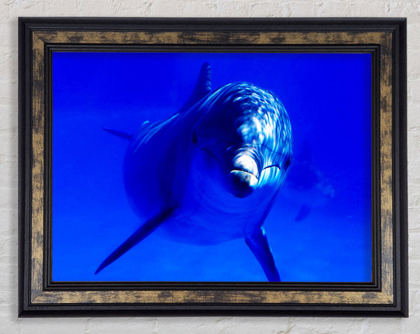 Dolphins Curiosity Framed Print