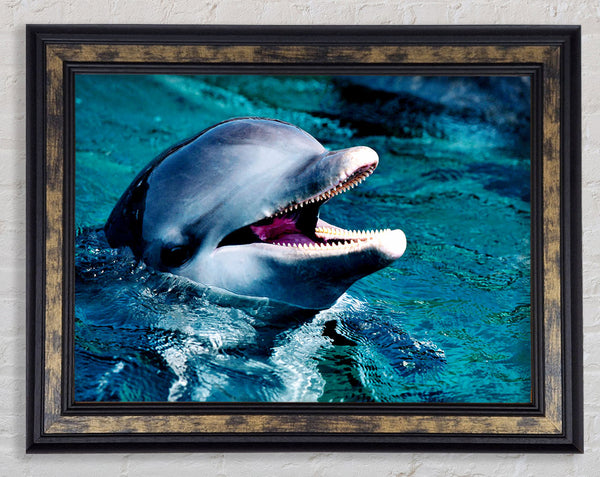 Dolphins Call Framed Print
