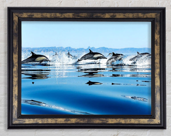 Dolphins In The Sea Framed Print