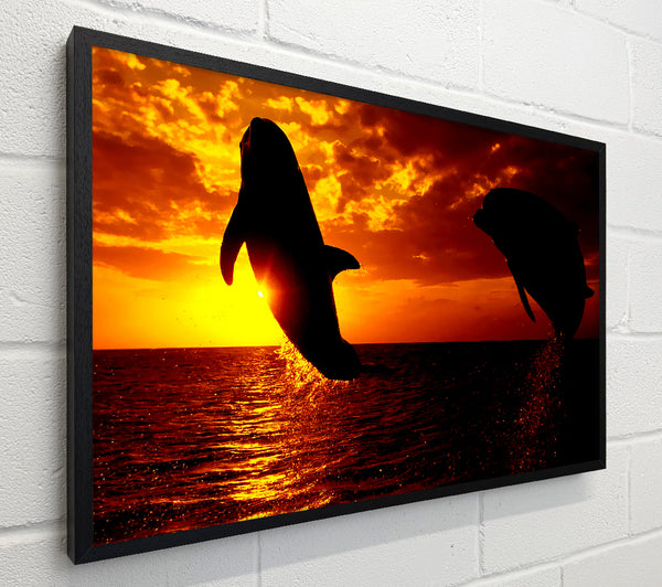 Dolphins Sunglow