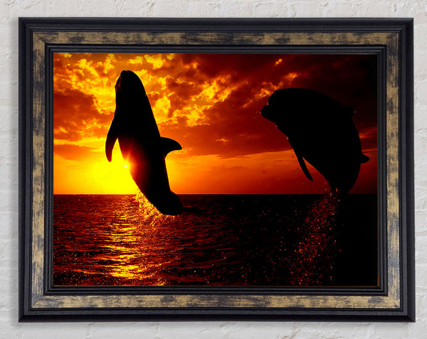 Dolphins Sunglow Framed Print