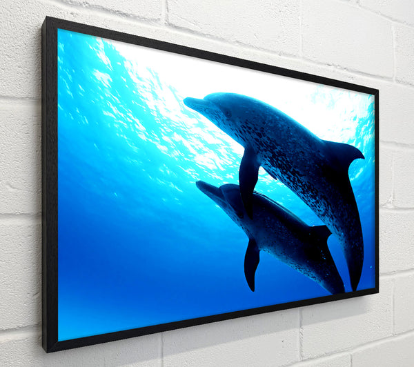 Dolphins Under The Sea