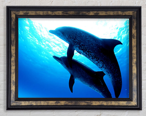 Dolphins Under The Sea Framed Print