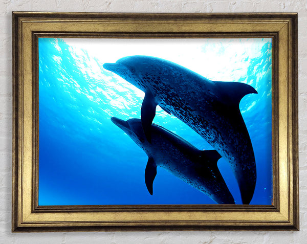 Dolphins Under The Sea Framed Print