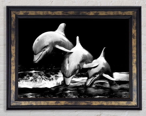 Dolphins Framed Print