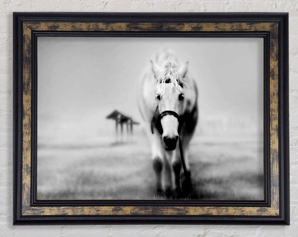 Donkey Curiosity Framed Print