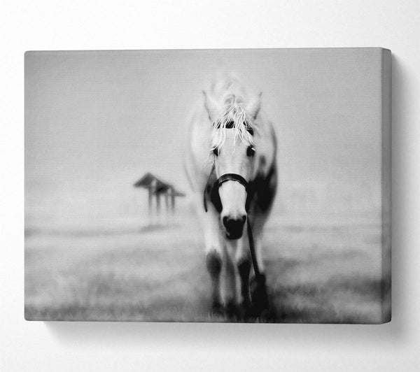  A Canvas Print of Donkey Curiosity Canvas Art