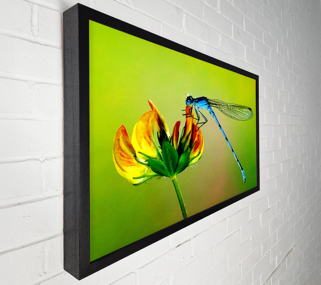  A Canvas Print of Dragonfly Beauty Canvas Wall Art
