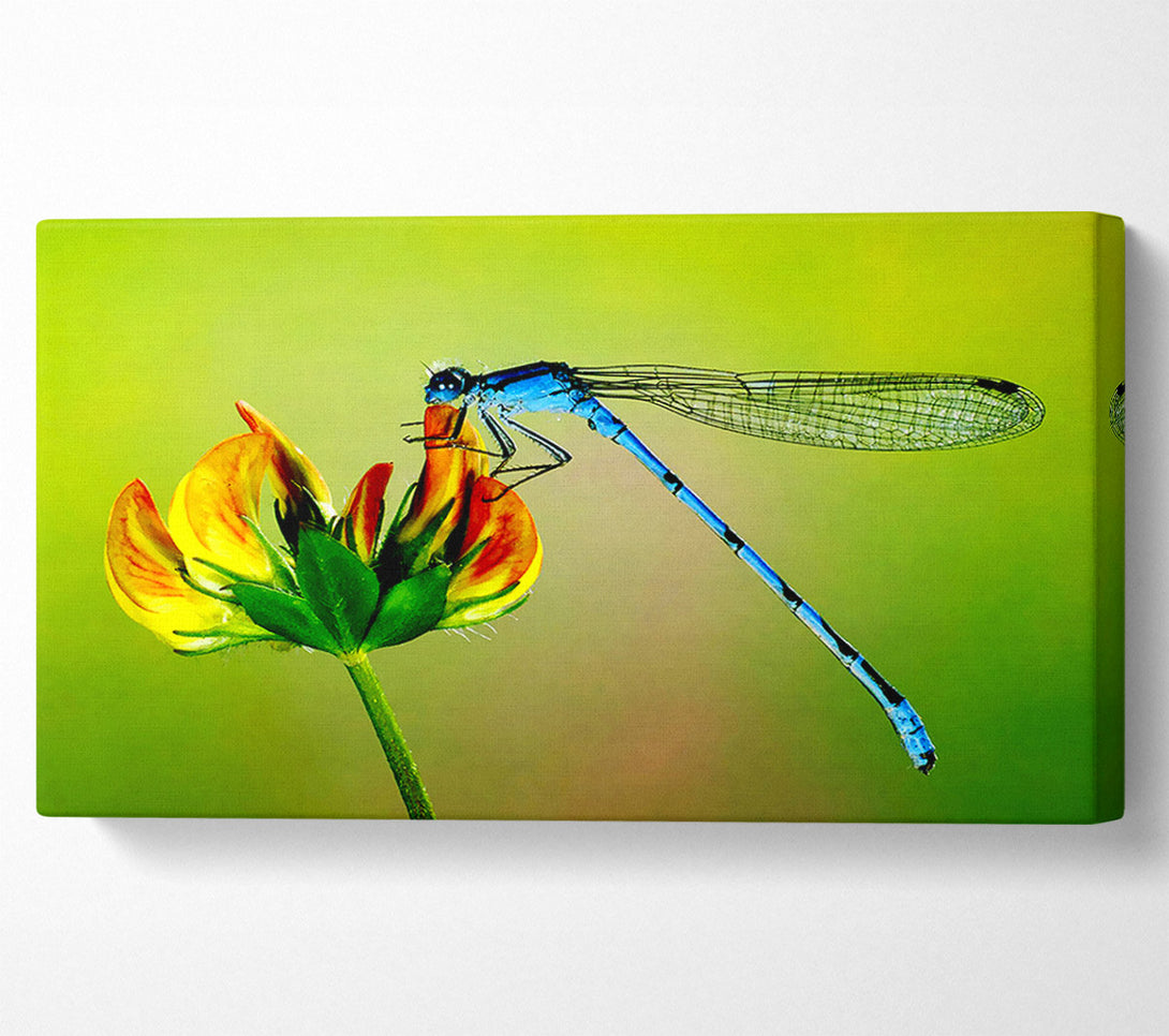  A Canvas Print of Dragonfly Beauty Canvas Wall Art