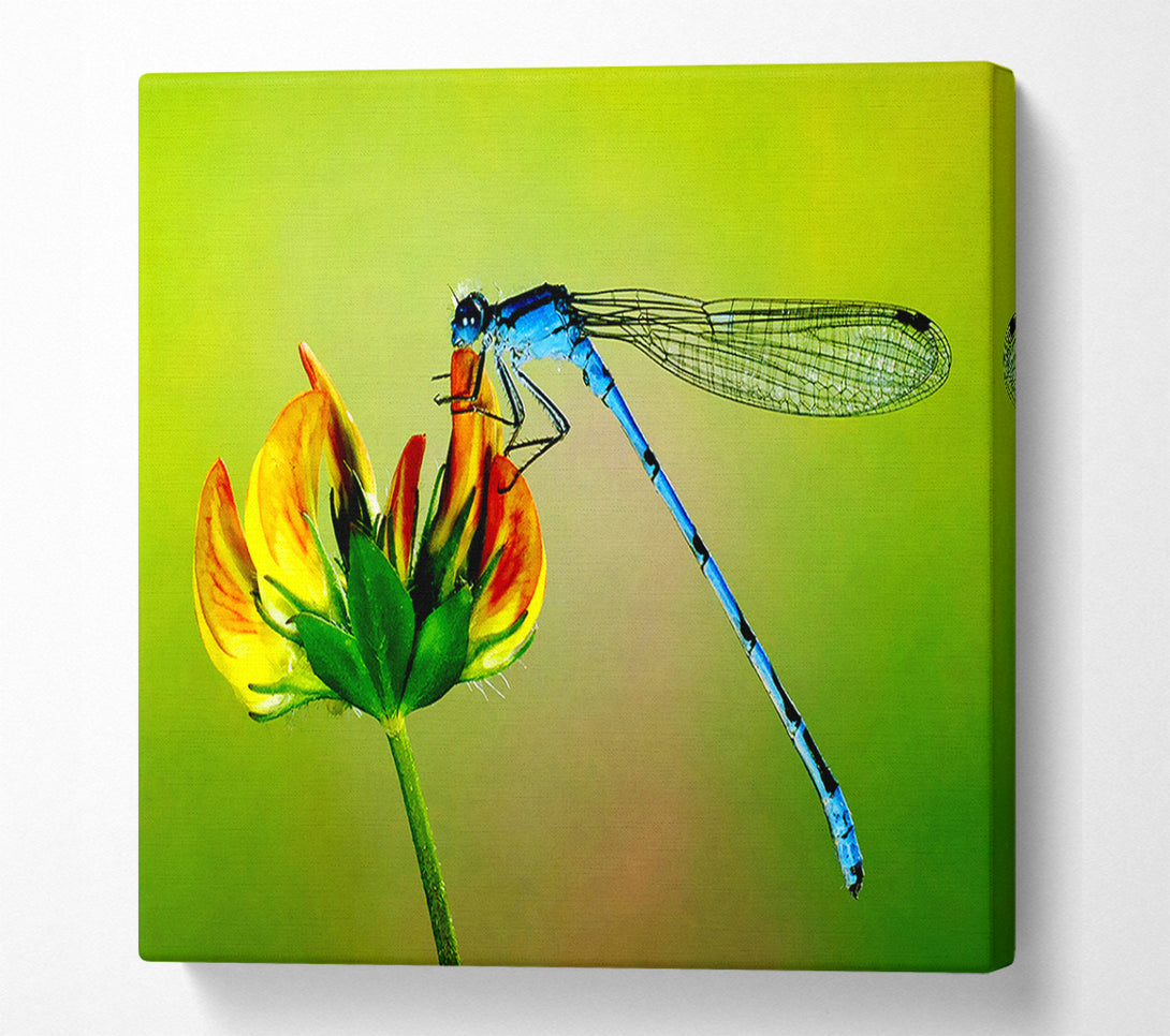  A Canvas Print of Dragonfly Beauty Canvas Wall Art