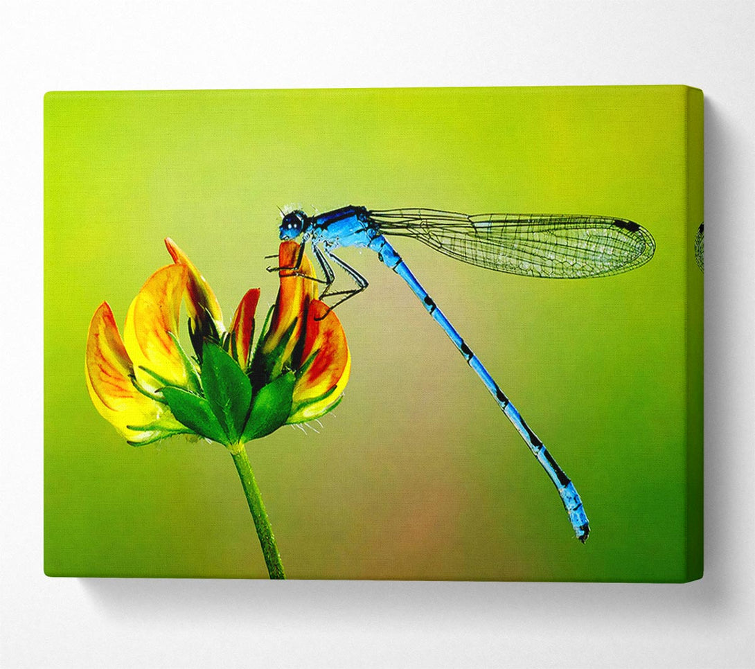  A Canvas Print of Dragonfly Beauty Canvas Wall Art