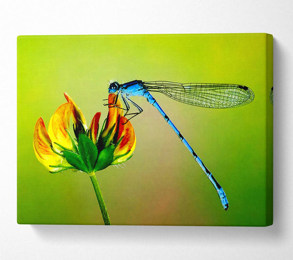  A Canvas Print of Dragonfly Beauty Canvas Wall Art