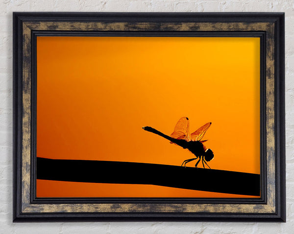 Dragonfly On A Stick Framed Print