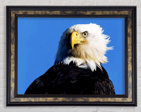 Eagle Stare Framed Print