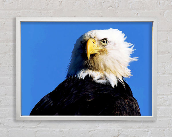 Eagle Stare Framed Print