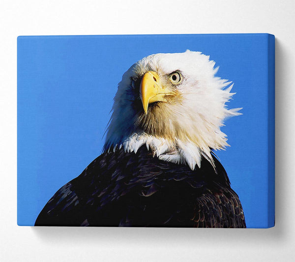  A Canvas Print of Eagle Stare Canvas Print