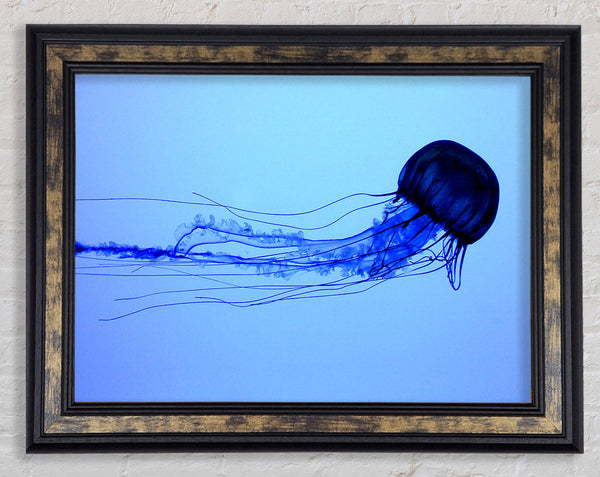 Elegant Jellyfish