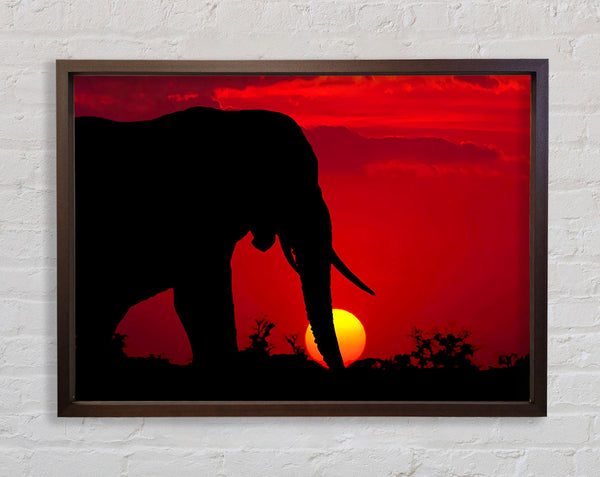 Elephant At Sundown Framed Print