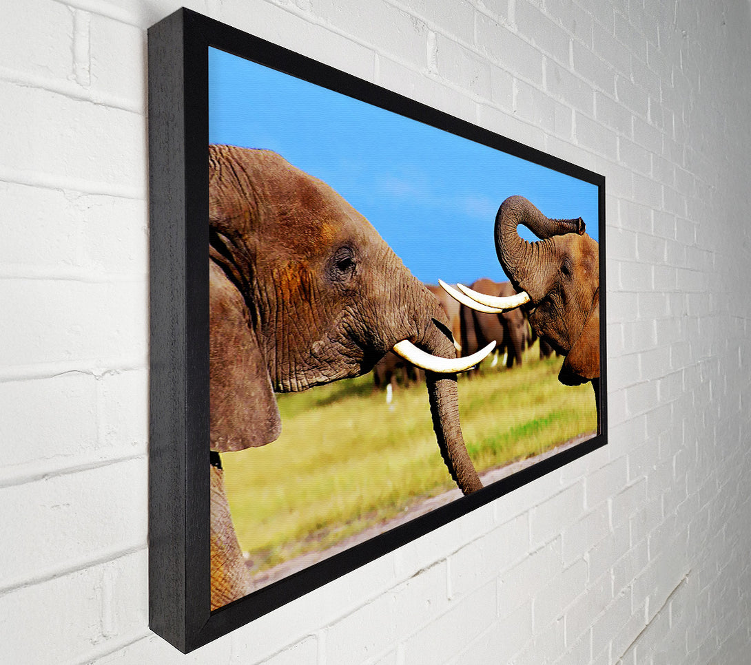 A Canvas Print of Elephant Chat Canvas Print