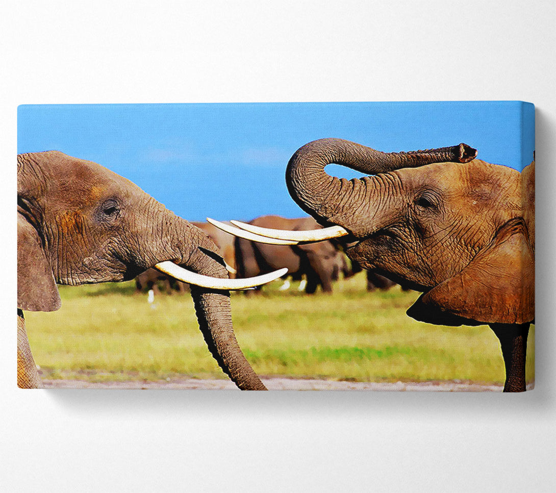  A Canvas Print of Elephant Chat Canvas Print