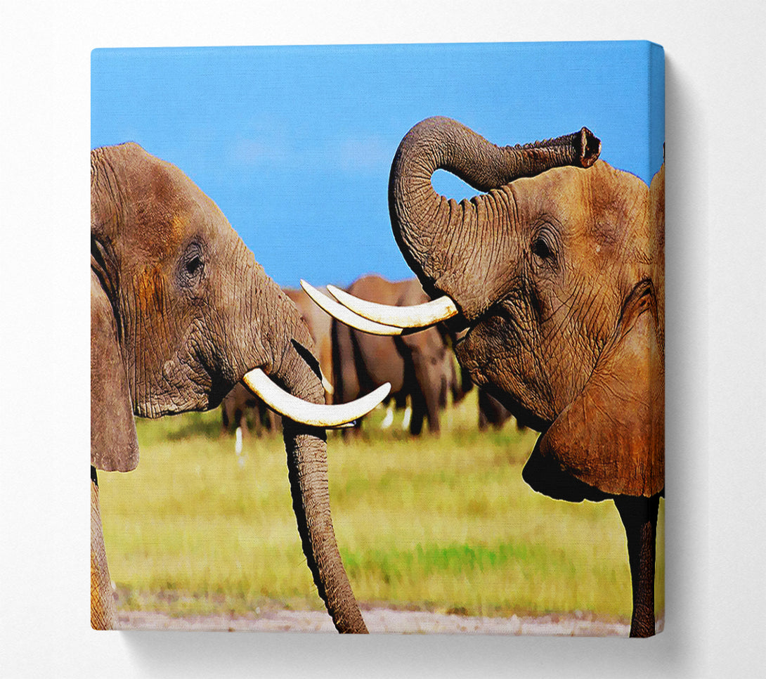  A Canvas Print of Elephant Chat Canvas Print