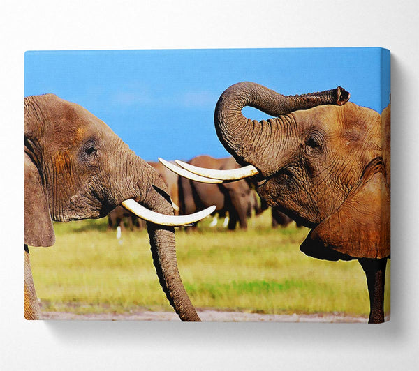  A Canvas Print of Elephant Chat Canvas Print