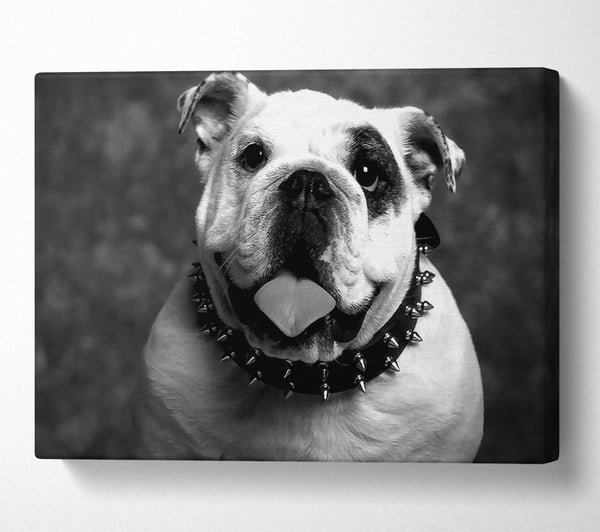  A Canvas Print of English Bulldog Canvas Art