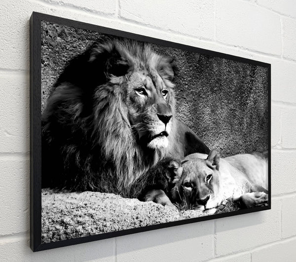 Lion Family Bond