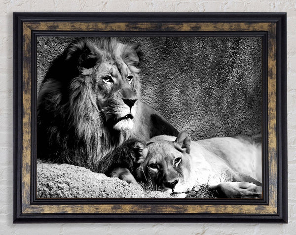 Lion Family Bond Framed Print