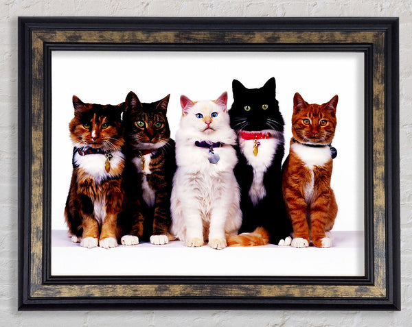 Family Of Cats