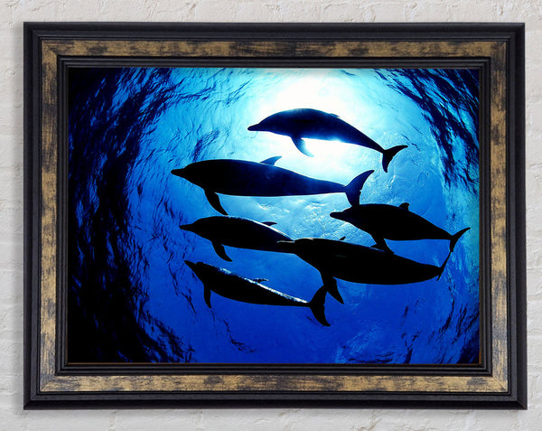 Family Of Dolphins Framed Print