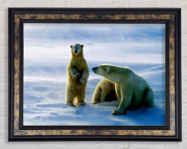 Family Of Polar Bears Framed Print