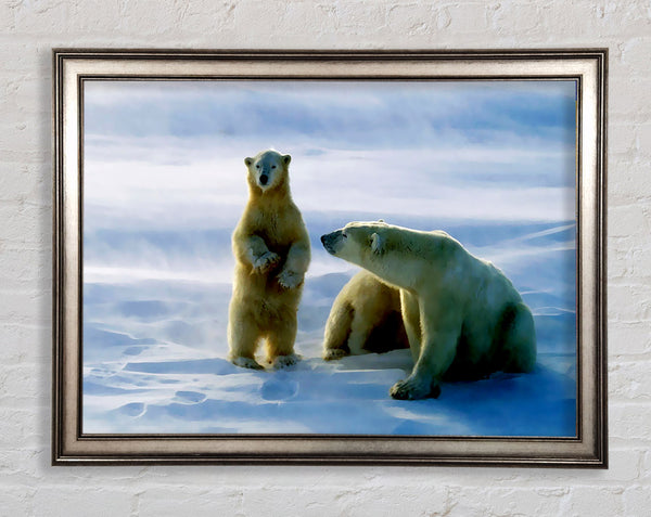 Familie der Eisbären