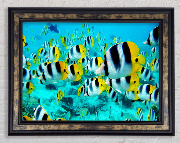 Fish Fury
